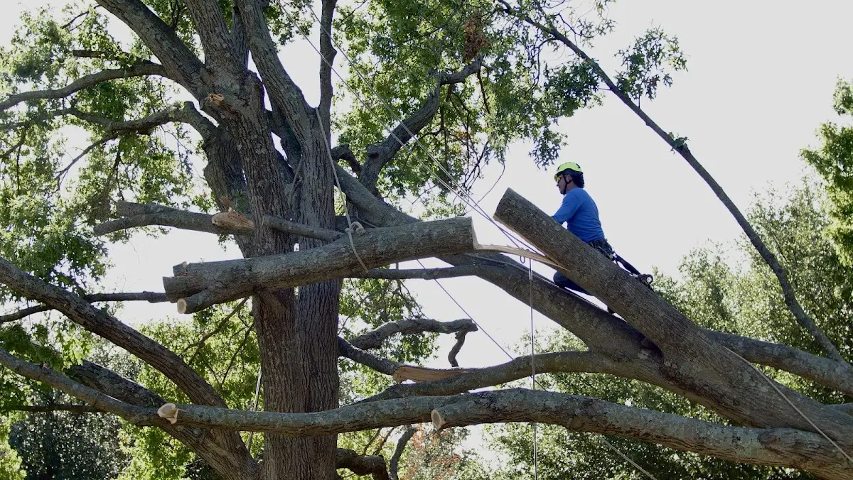 Professional Hazardous Tree Removal performed by certified arborists in Iowa