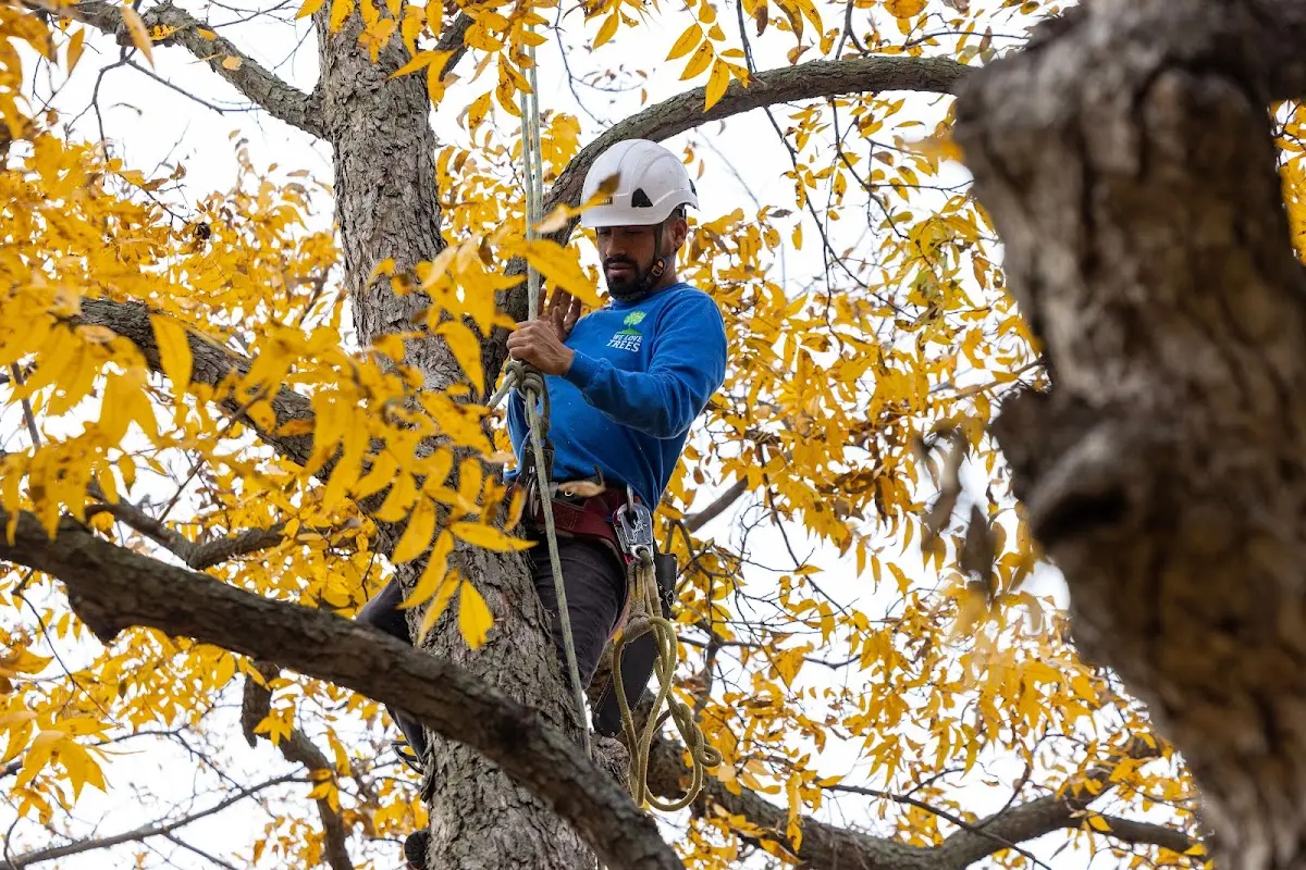 Skilled Tree Trimming crew working in Iowa